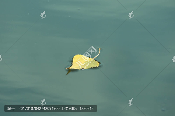 水上的葉子