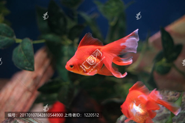 金魚