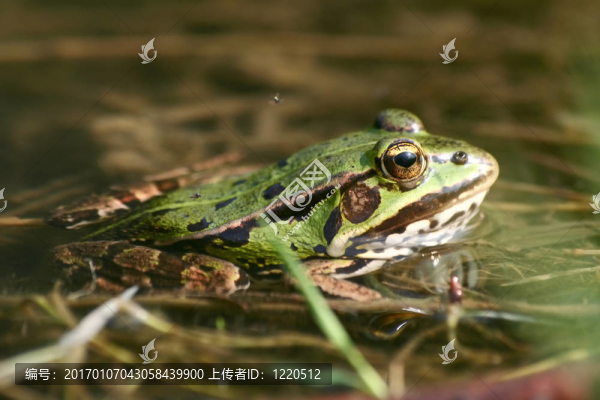 青蛙