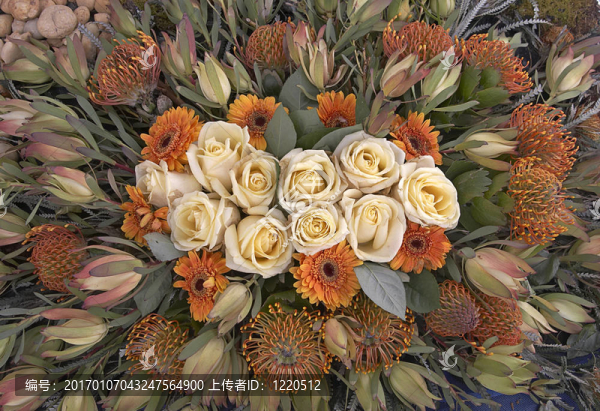 玫瑰和野花