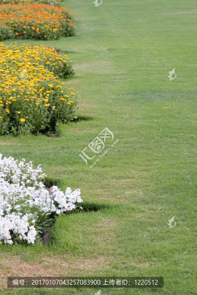 Flowers在花園里