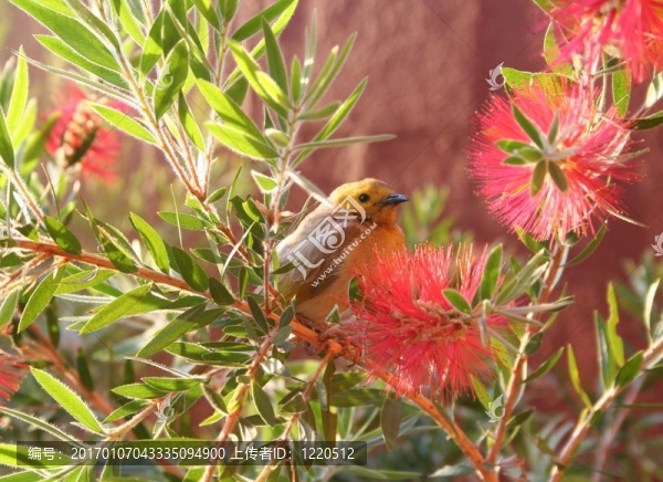 斑馬Finch