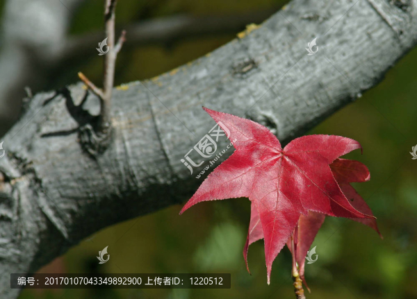 紅色的葉子