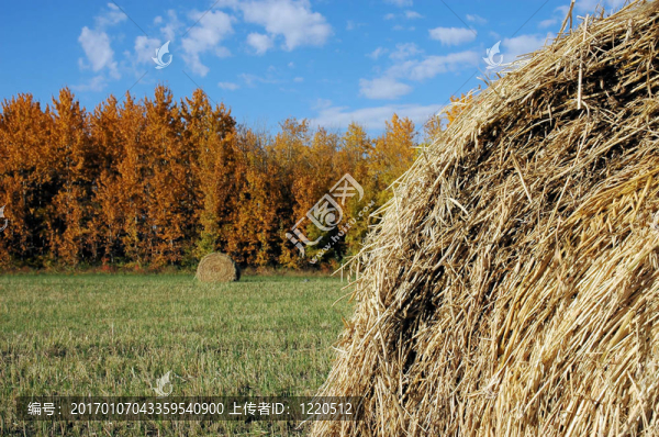 秋天的Hay,Bales