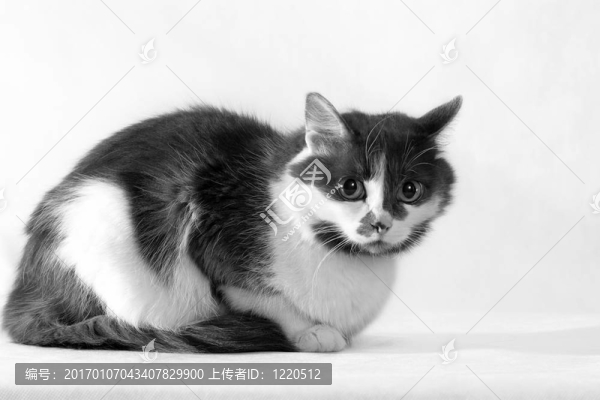 灰白色的貓