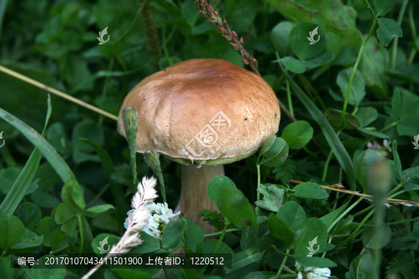 蘑菇