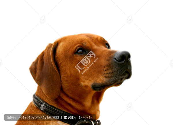 脊背犬