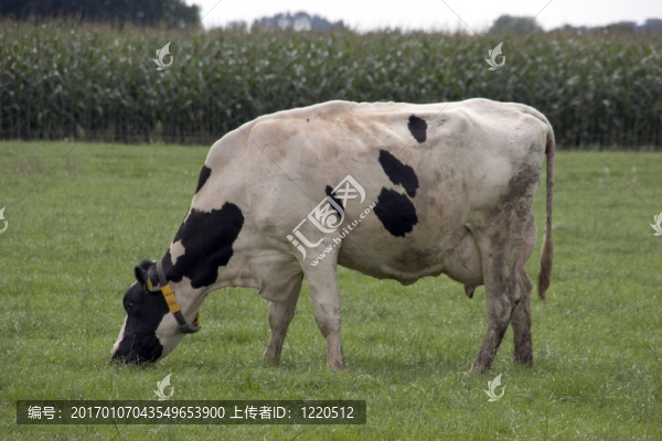 奶牛