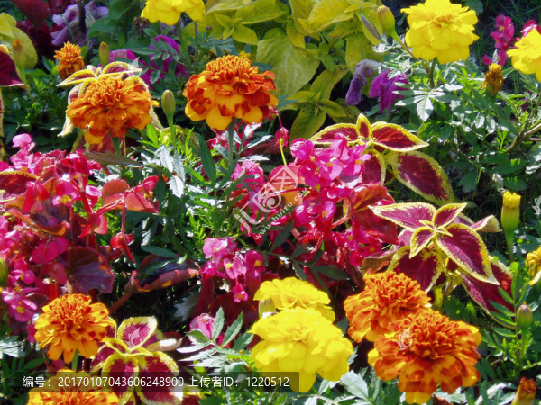 flowerses