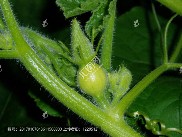 一個(gè)新興的南瓜