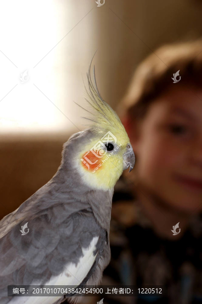 灰色的鳥