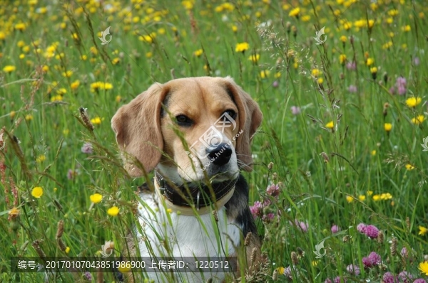 比格犬