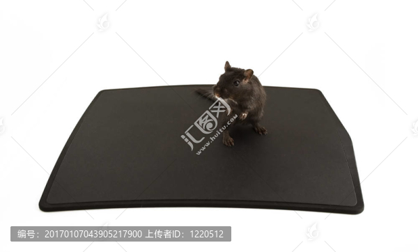 錯(cuò)誤的鼠標(biāo)?。? title=