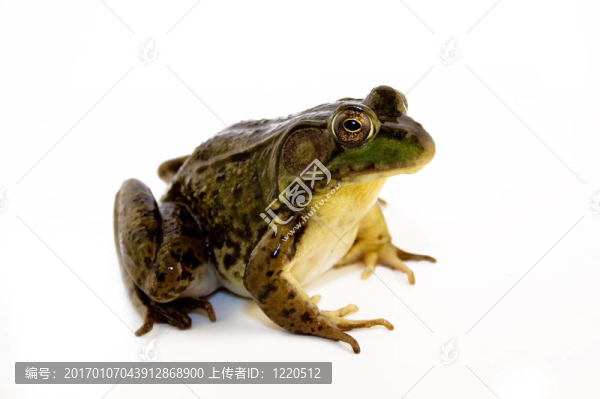 綠色的青蛙