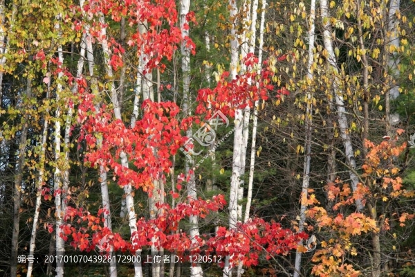 秋天的場景