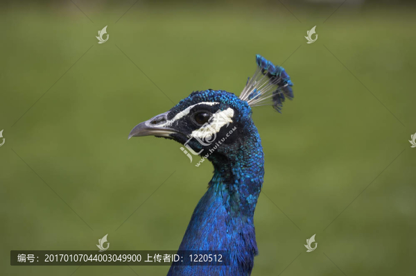 孔雀