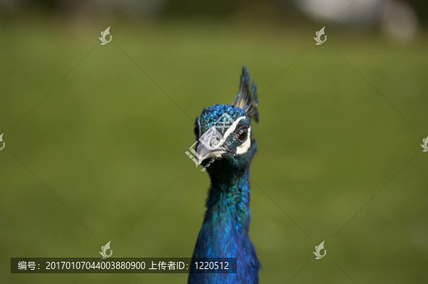 孔雀