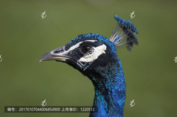 孔雀