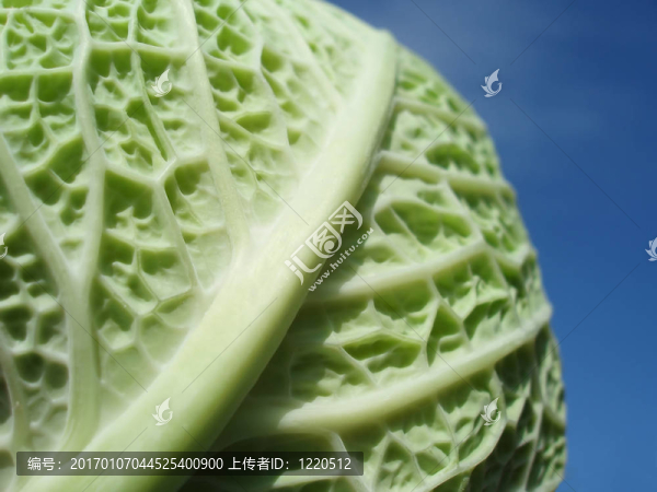 皺葉甘藍