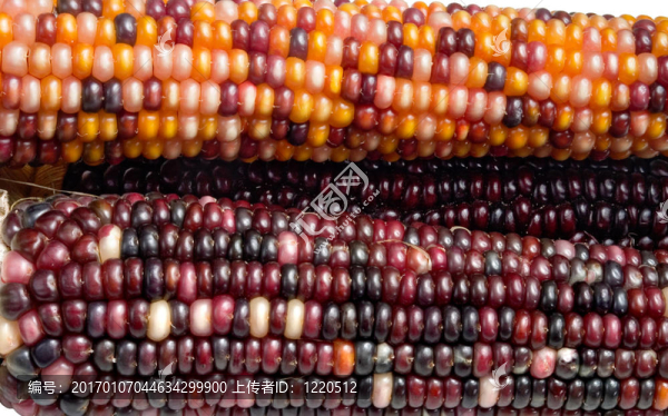 印度corn3