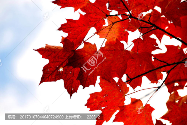紅色的楓葉