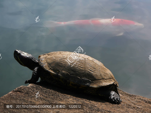 烏龜和紅魚