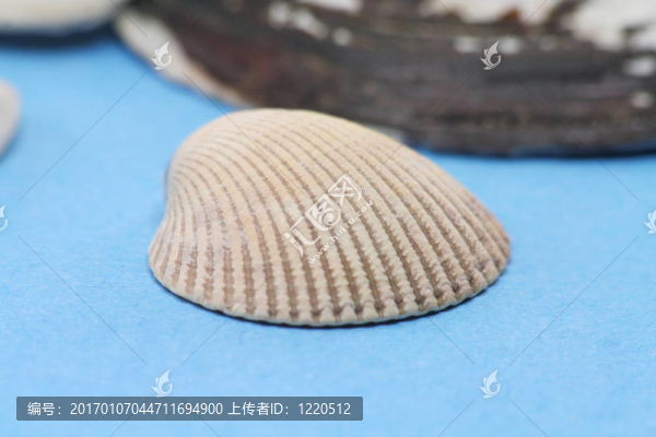 貝殼