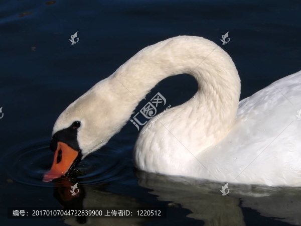 白天鵝