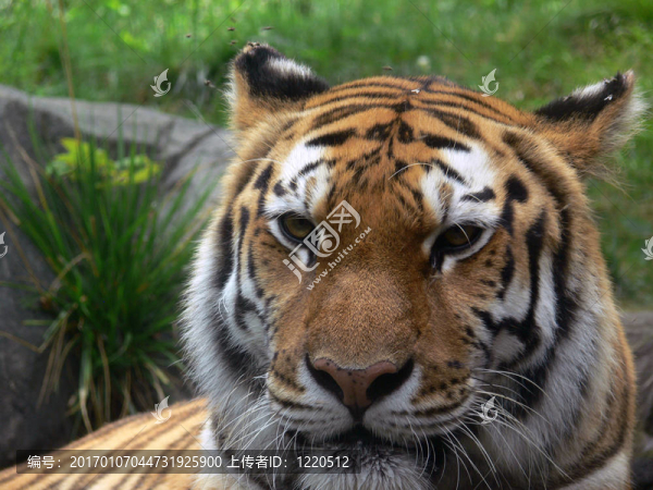 tiger13