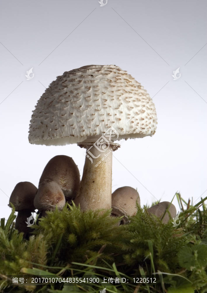 蘑菇
