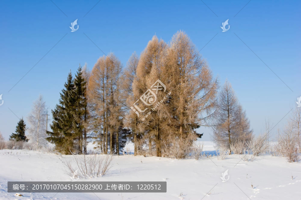 frosten樹(shù)