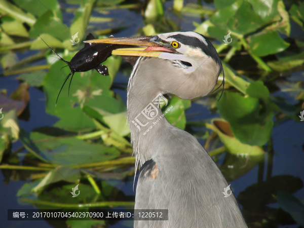 大藍(lán)鷺捉鯰魚(yú)-佛羅里達(dá)大沼澤地