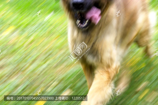 狗的速度