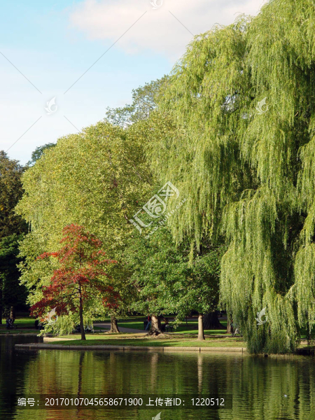 波士頓公共園林樹木