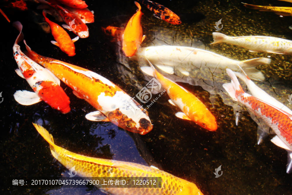 巨大的金魚