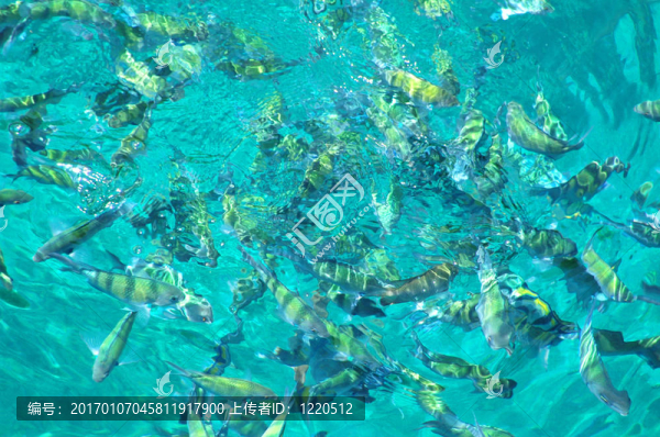 海中的魚