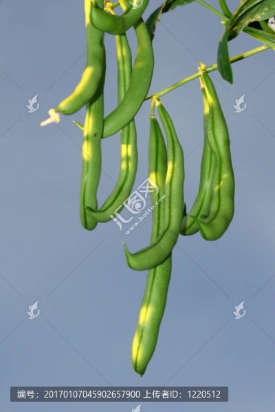 豆桿