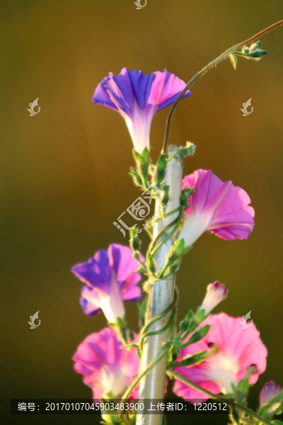 牽牛花藤