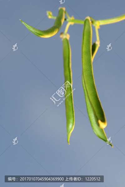 豆桿