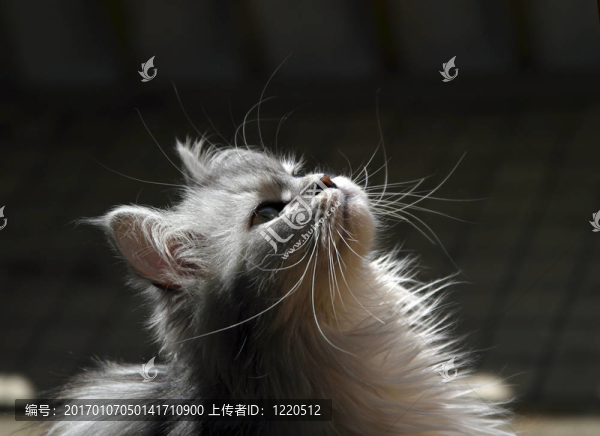 小貓