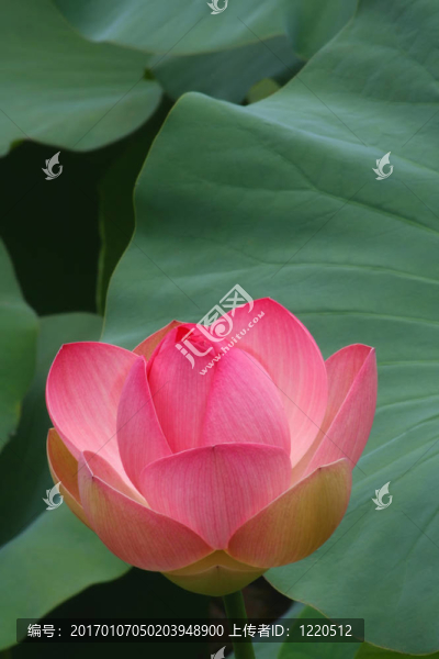 粉紅色的荷花
