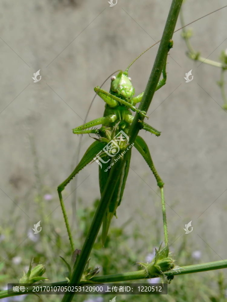 蚱蜢