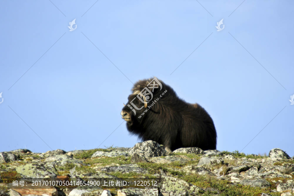 Musk,Ox（Ovibos,moschatus）