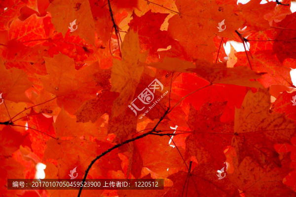 紅色的楓葉