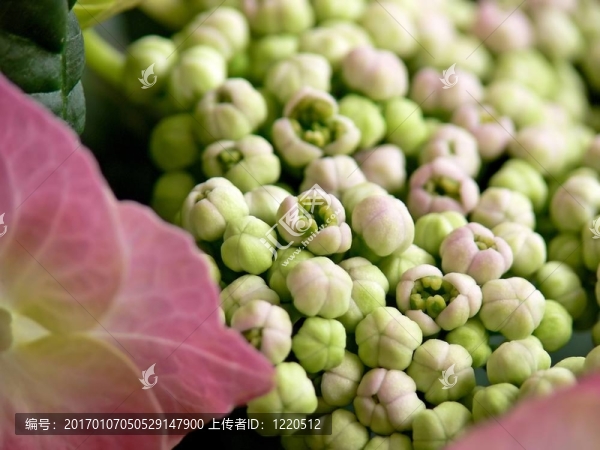 繡球花的花蕾