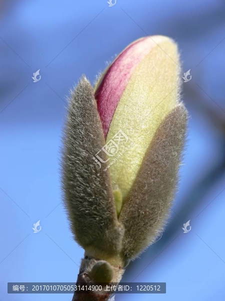木蘭芽