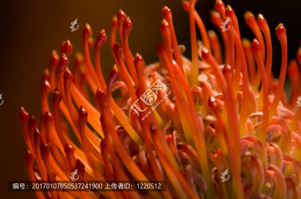 紅色的山龍眼