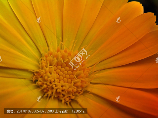 黃色的雛菊