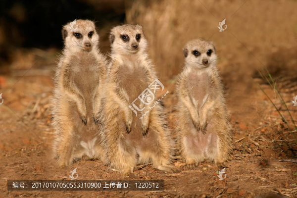 suricates