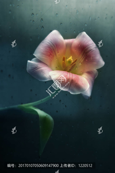 花滴
